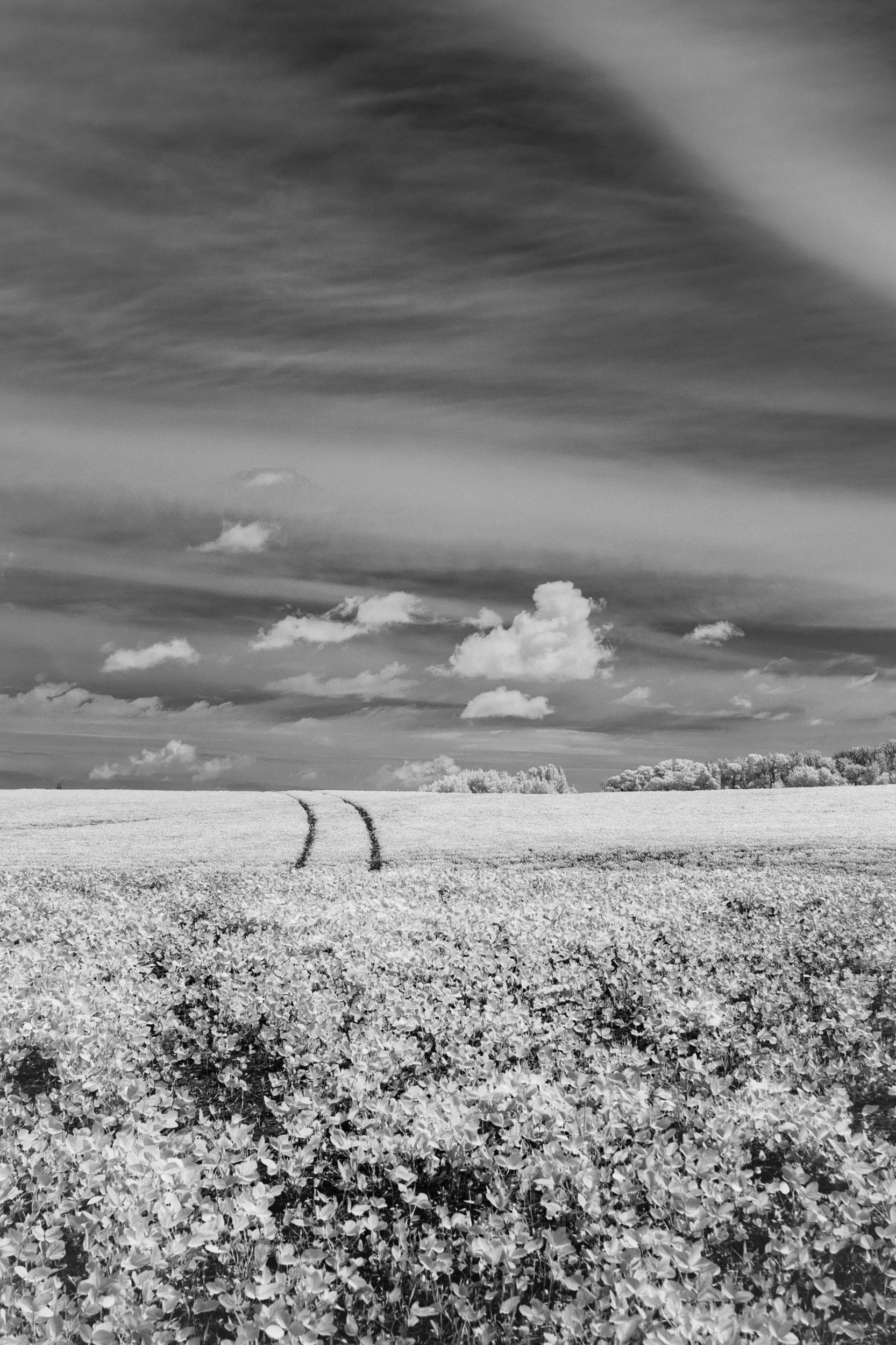 Prairie in Bloom | Highway 16, Manitoba