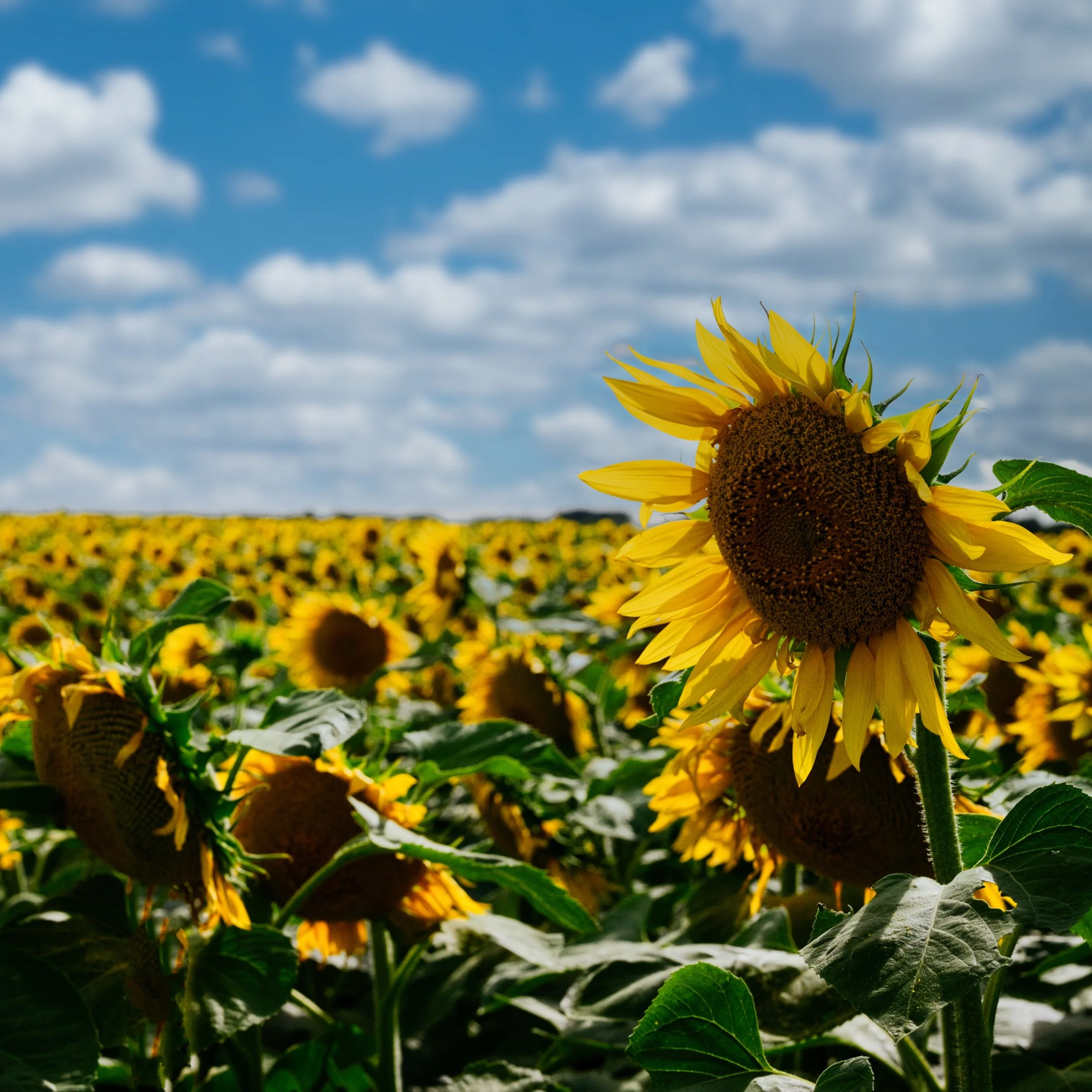 Sunflower Sky | Deacon's Corner, Manitoba
