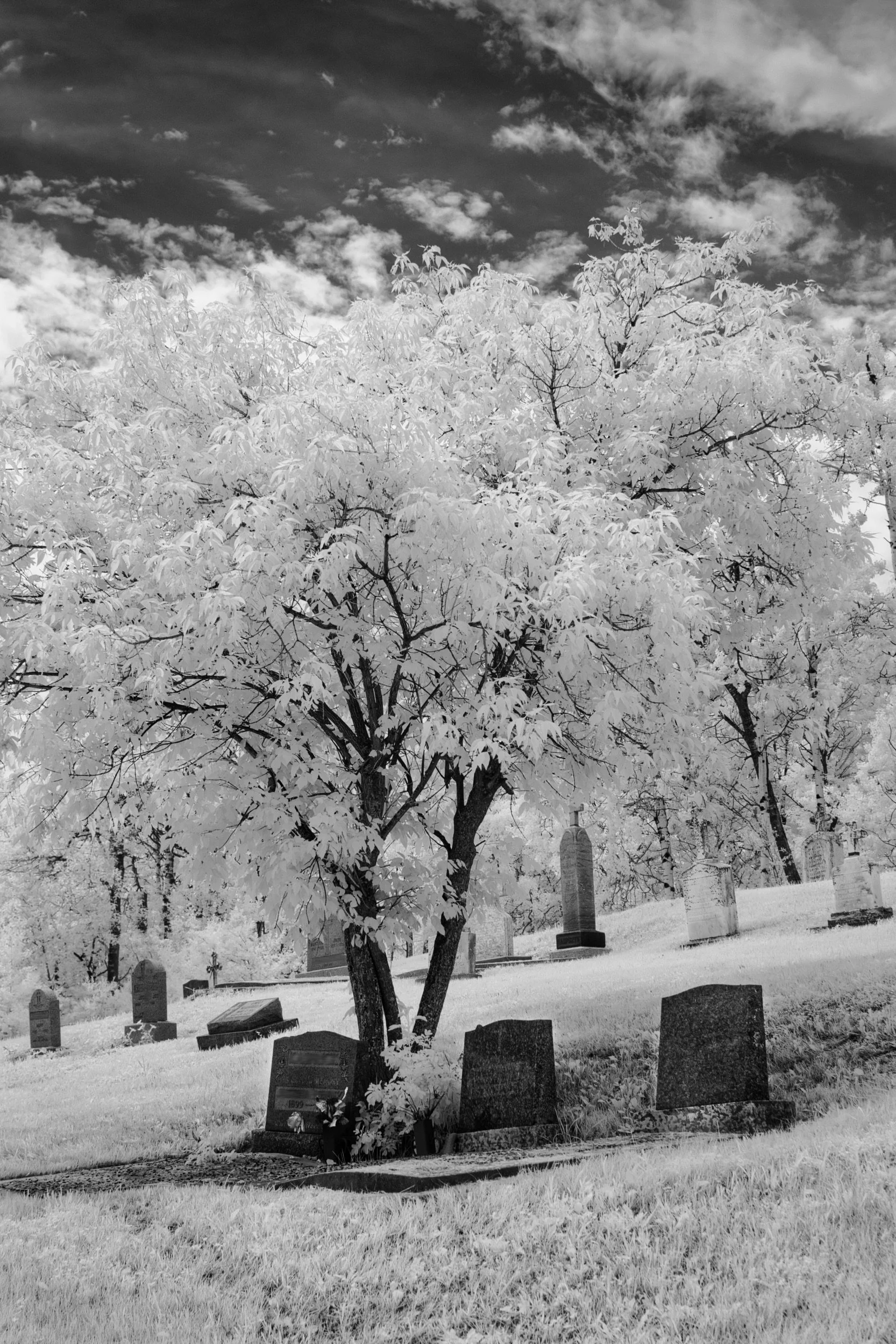 Quiet Ground | Polonia, Manitoba