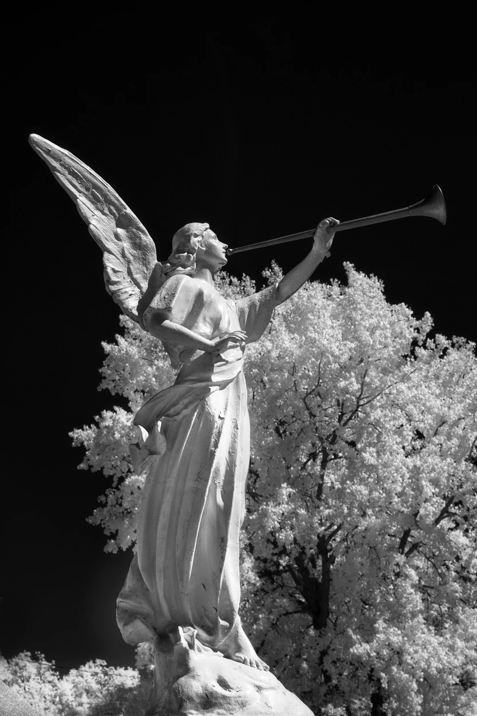 Black and white photo of a statue of a woman with angel wings, blowing a long trumpet, with trees in the background.
