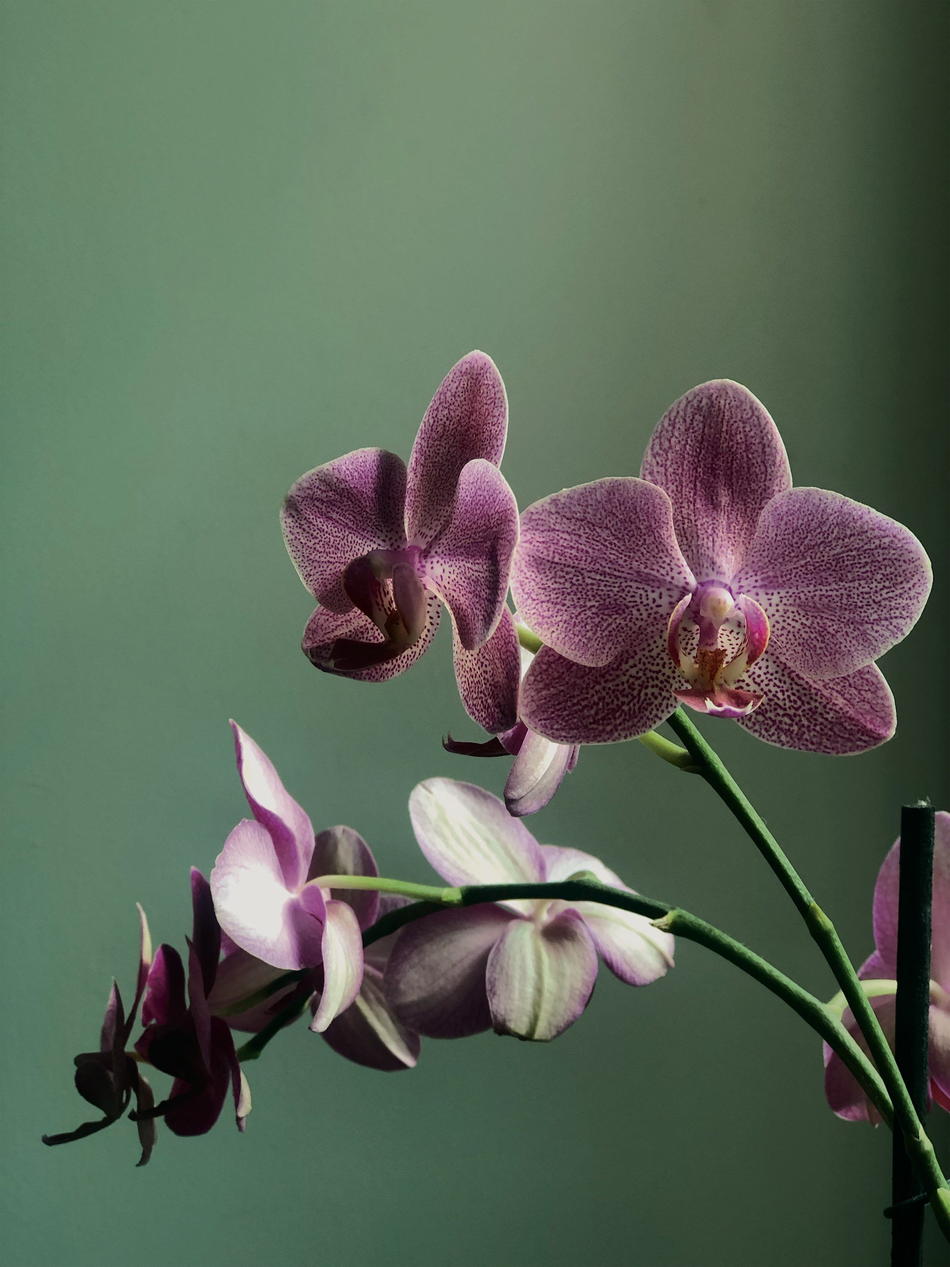 Close-up of pink and purple orchid flowers against a blurred green background. As seen on Jadene Meyer Studios.