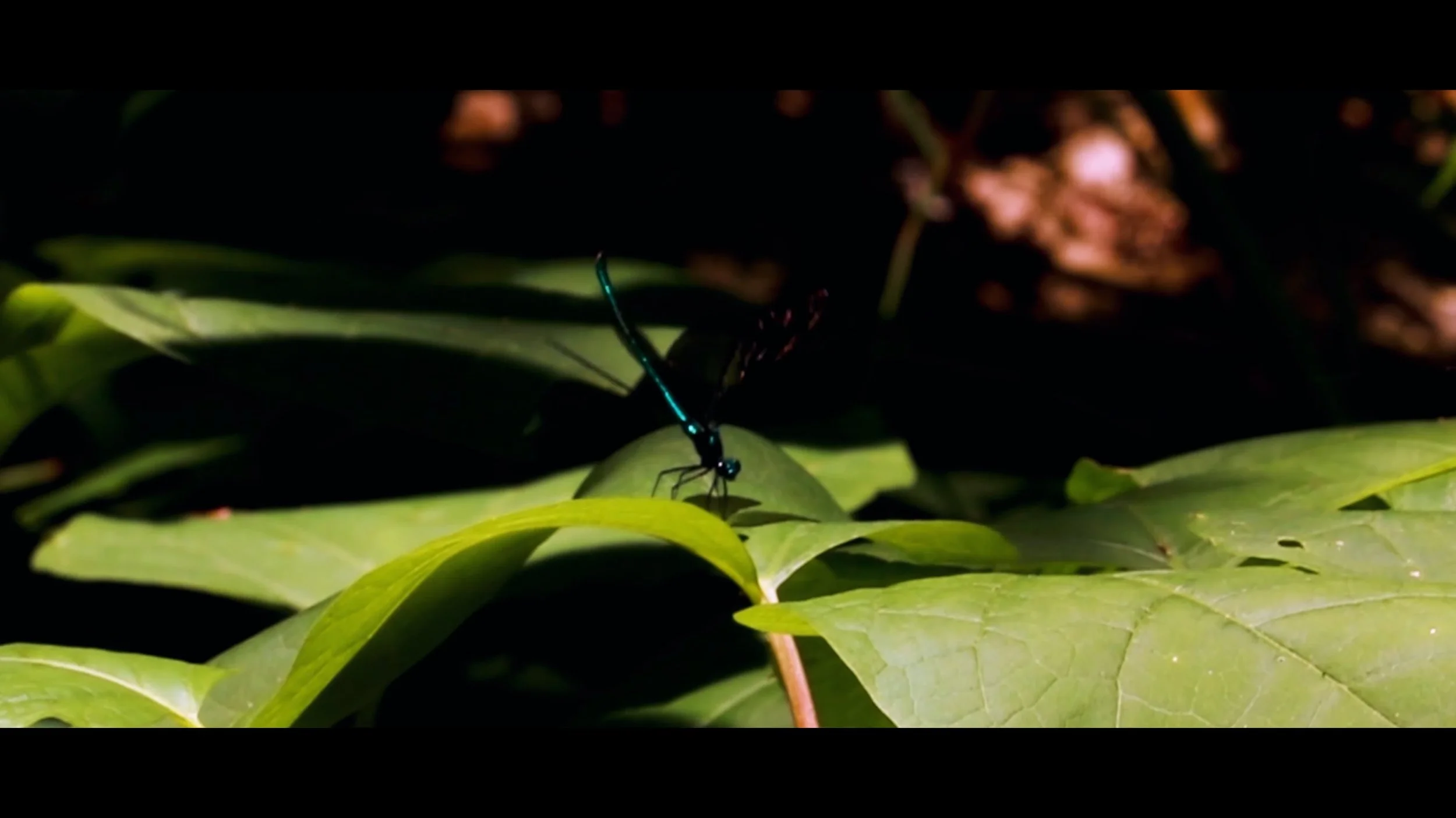 Additional Photography Still41.jpg