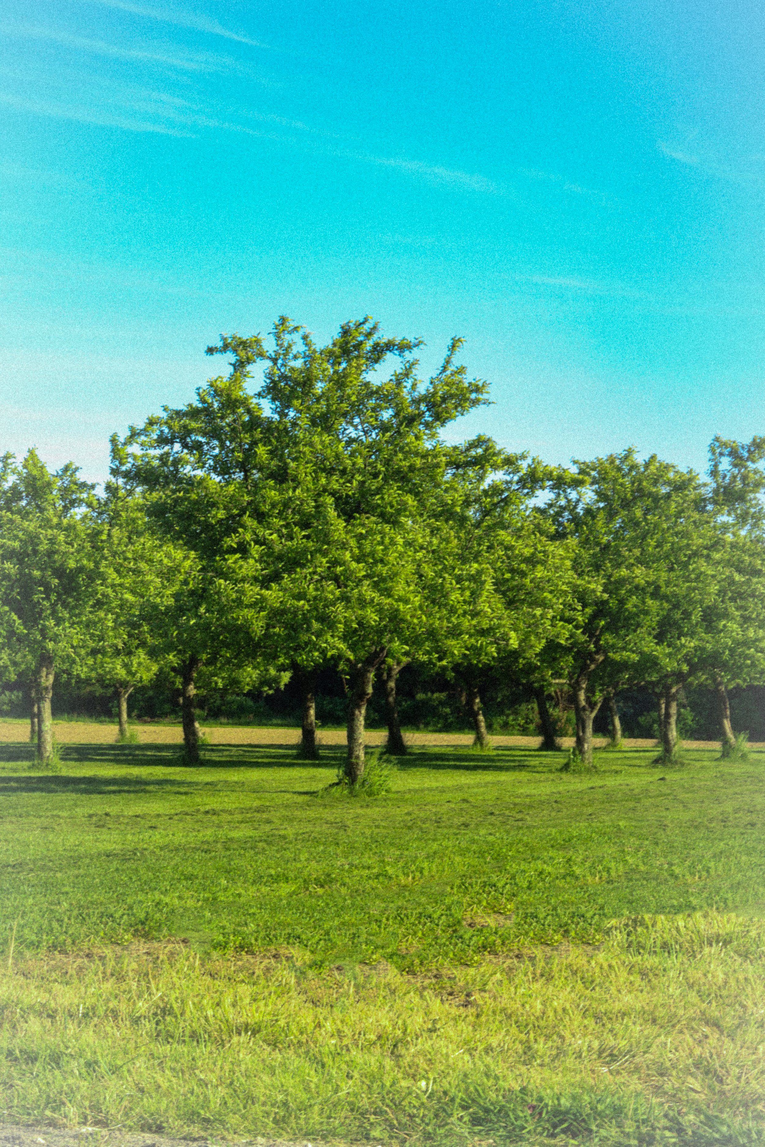 Sky Blue Tree.JPEG
