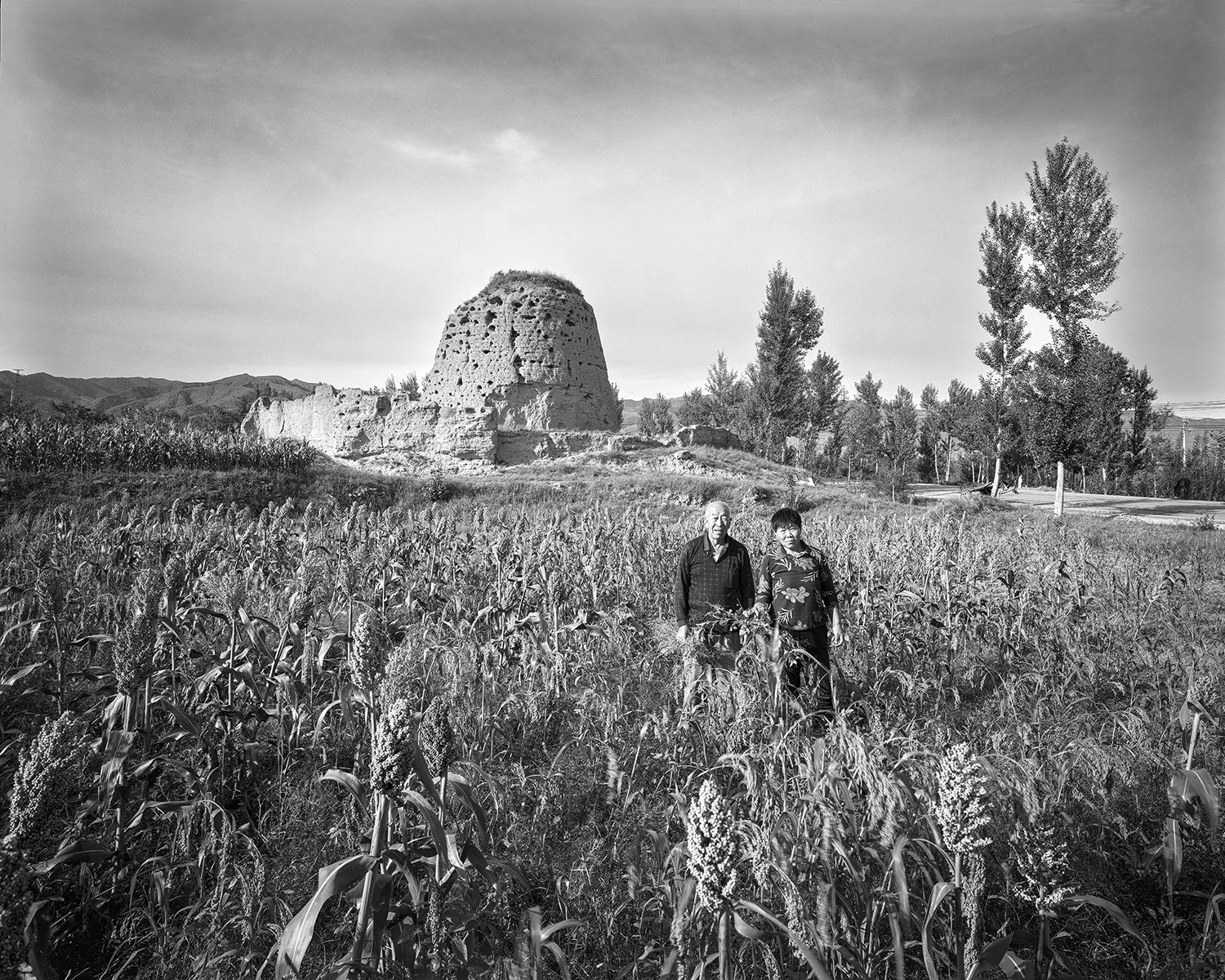 A couple harvesting sorghum, Tianzhen, Shanxi, 2017