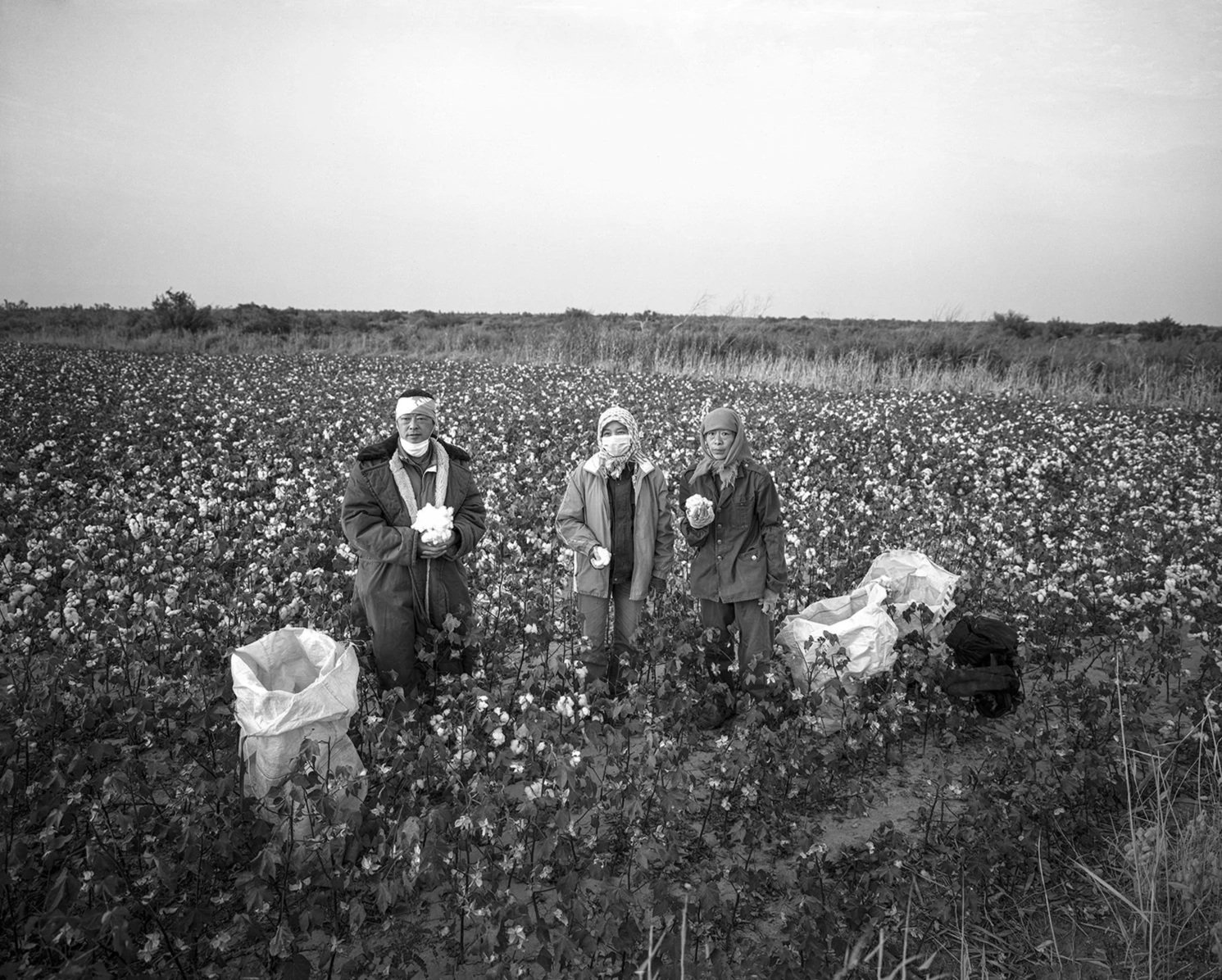 Villagers picking cotton, Guazhou, Gansu, 2017