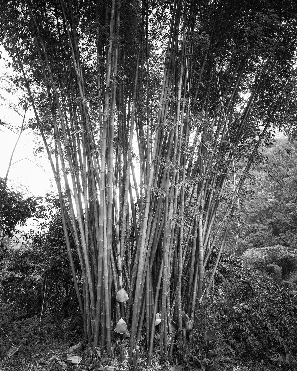 ZS-177-T-YS-2015年拍-西藏墨脱-img533 拷贝.jpg