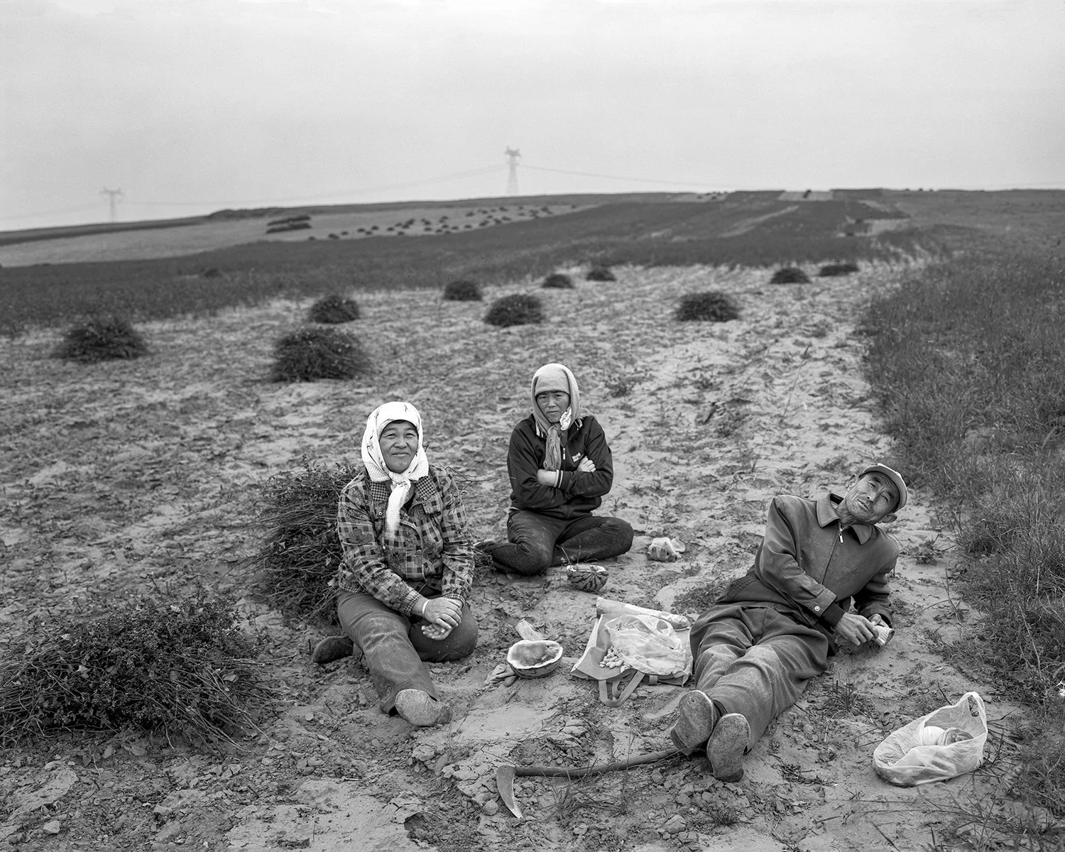 Villagers harvesting buckwheat, Yanchi, Ningxia, 2011