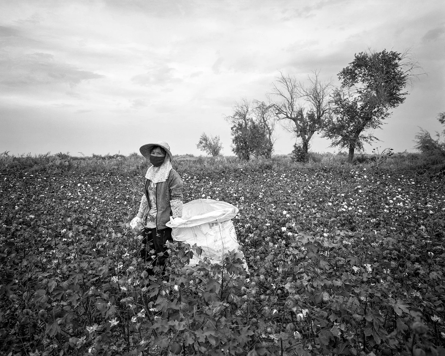 Villagers picking cotton, Guazhou, Gansu, 2017