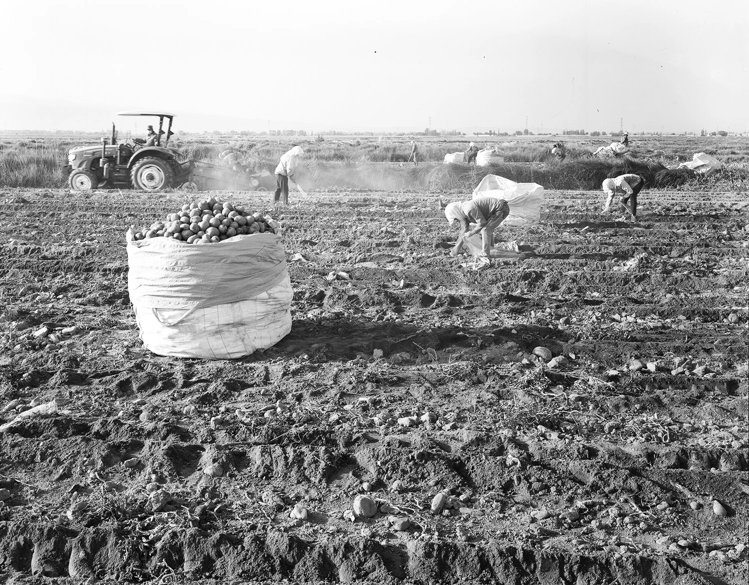 Potato harvesters, Yongchang, Gansu, 2023