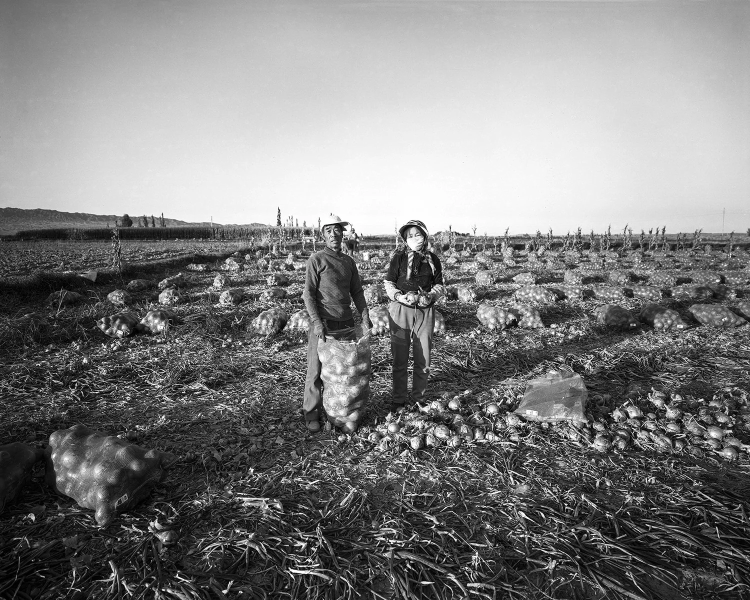 Onion harvest, Yumen, Gansu, 2017