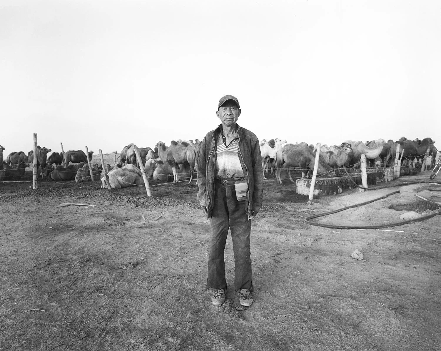 Camel herder, Guazhou, Gansu, 2023