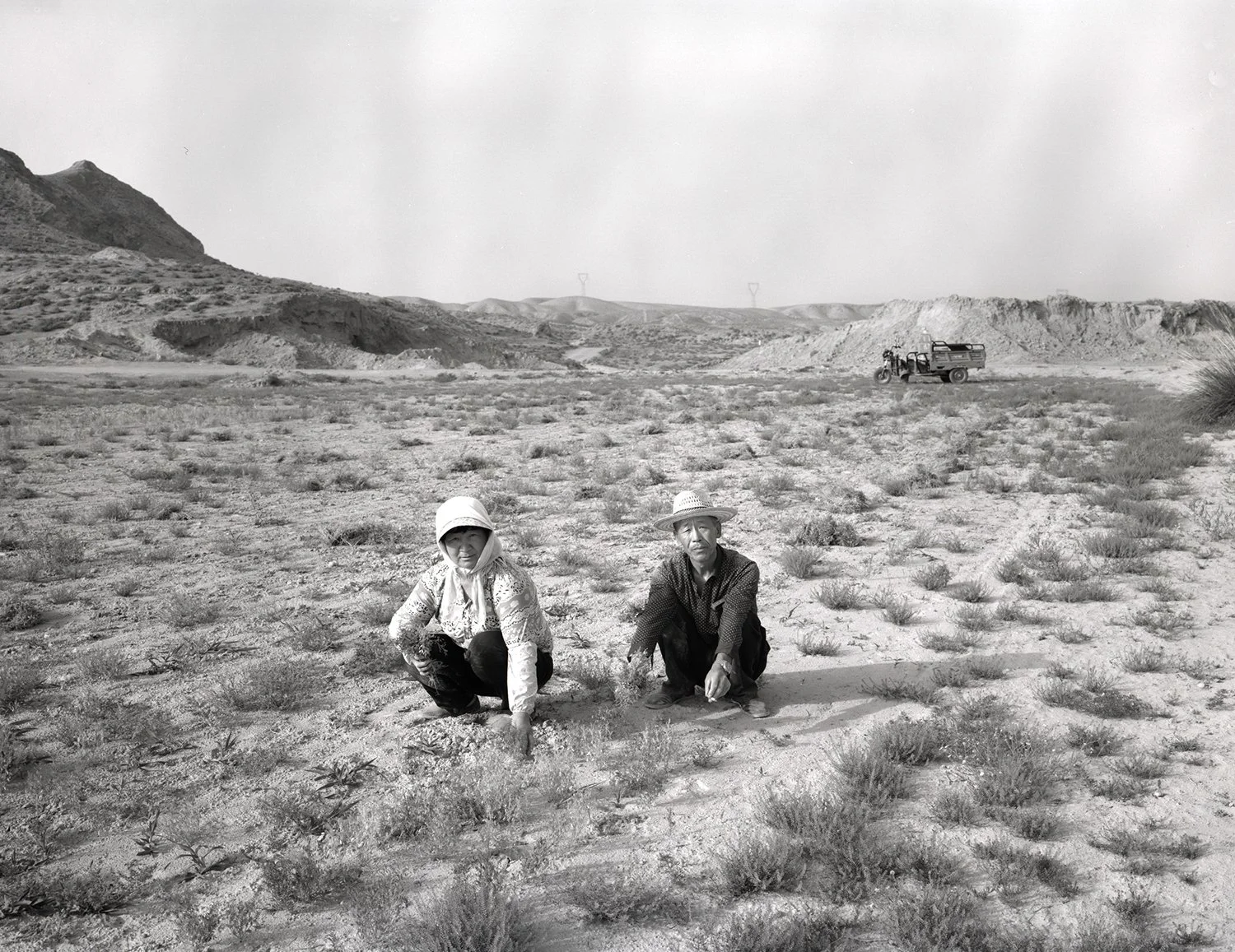 A couple harvesting lentils, Jingtai, Gansu, 2017
