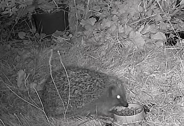hedgehog eating from food bowl in a garden at night.