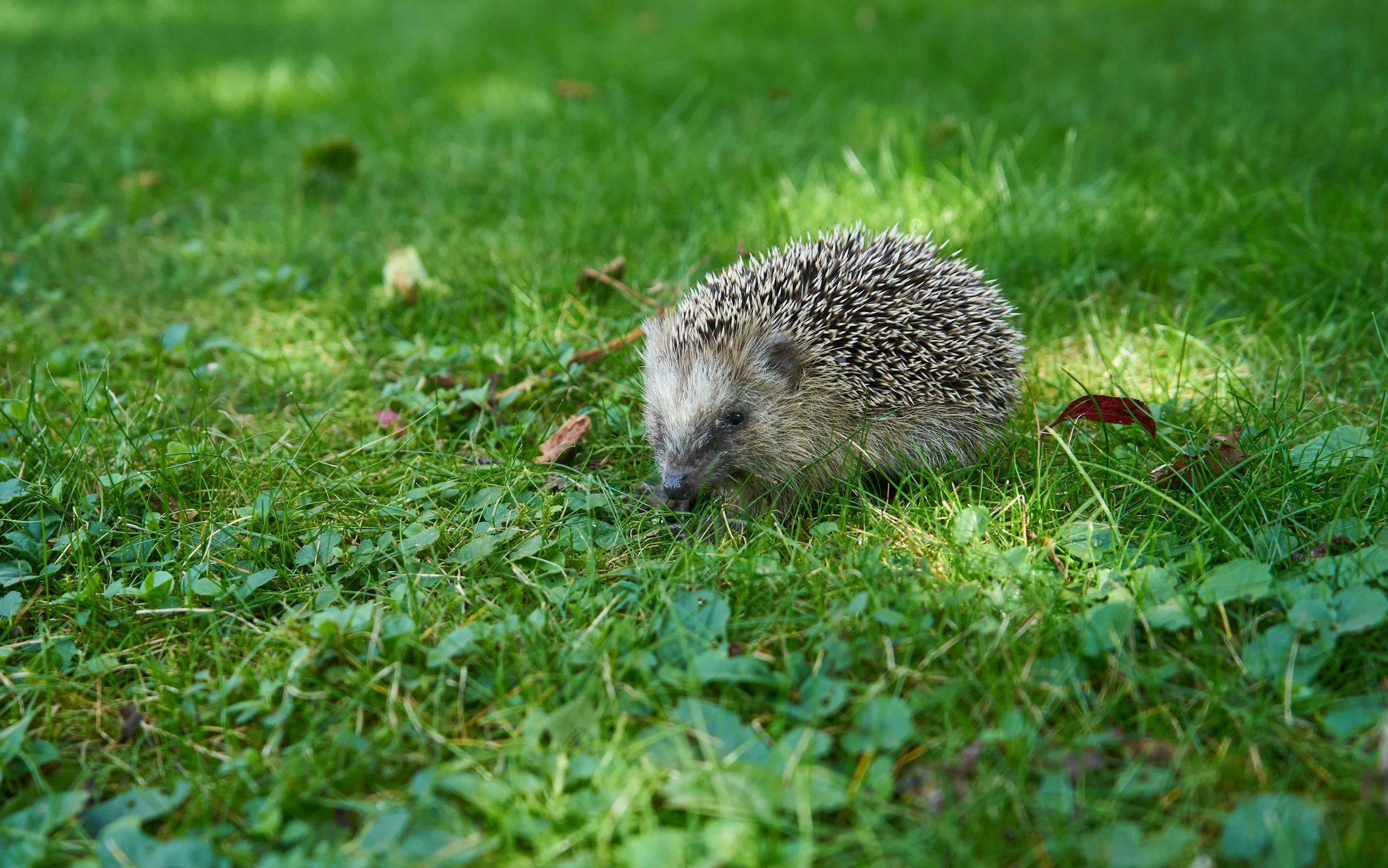 Cute hedgehog sitting in bright green  clover plants and grass