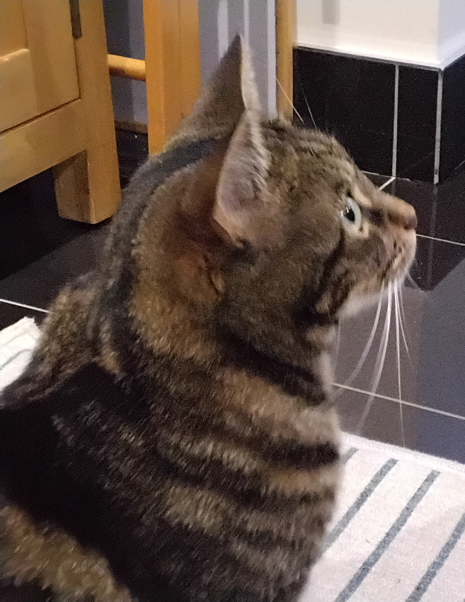 Tabby cat in profile with ears pointed up