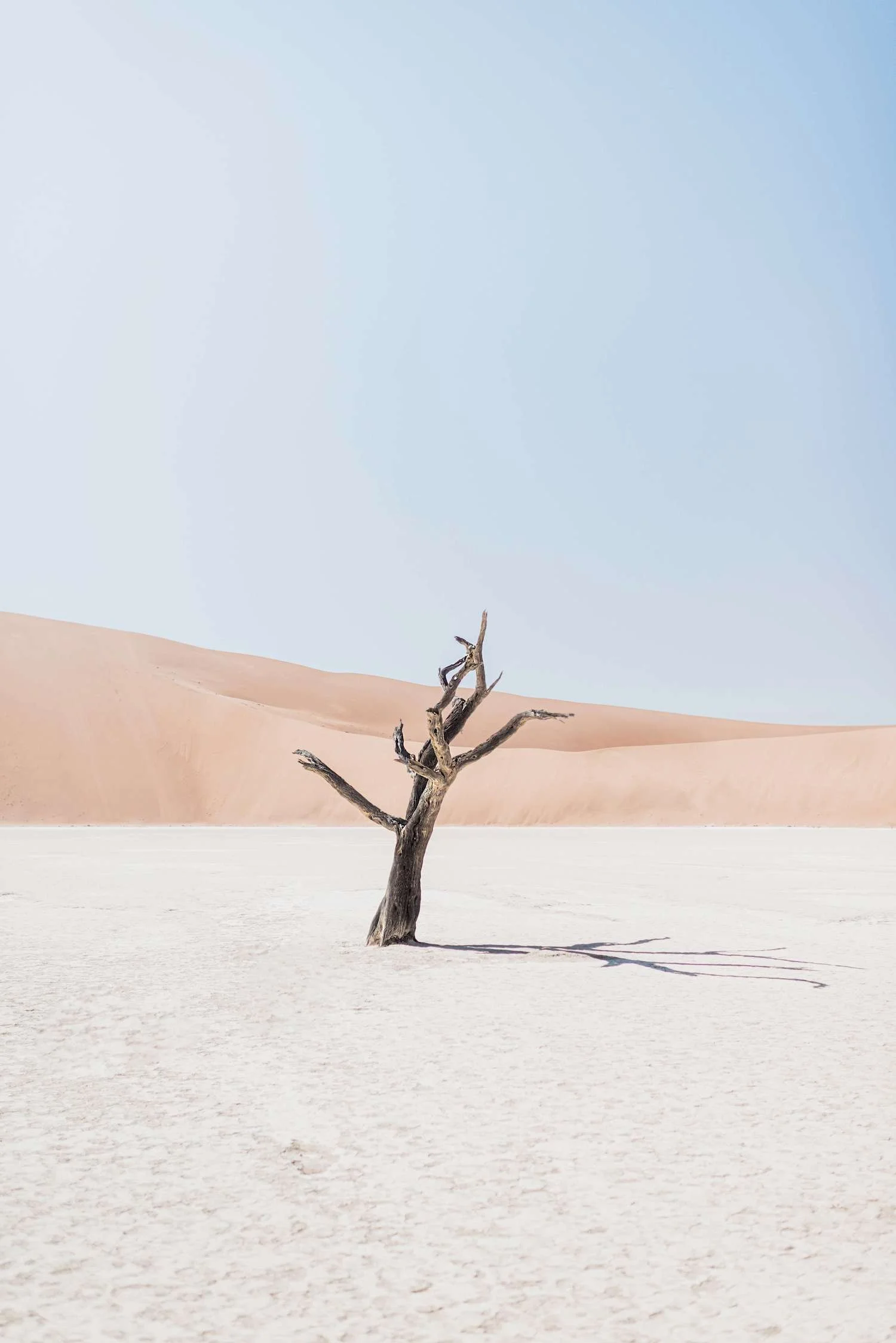 Dead tree standing on a white salt pan with pink sand dunes in the background