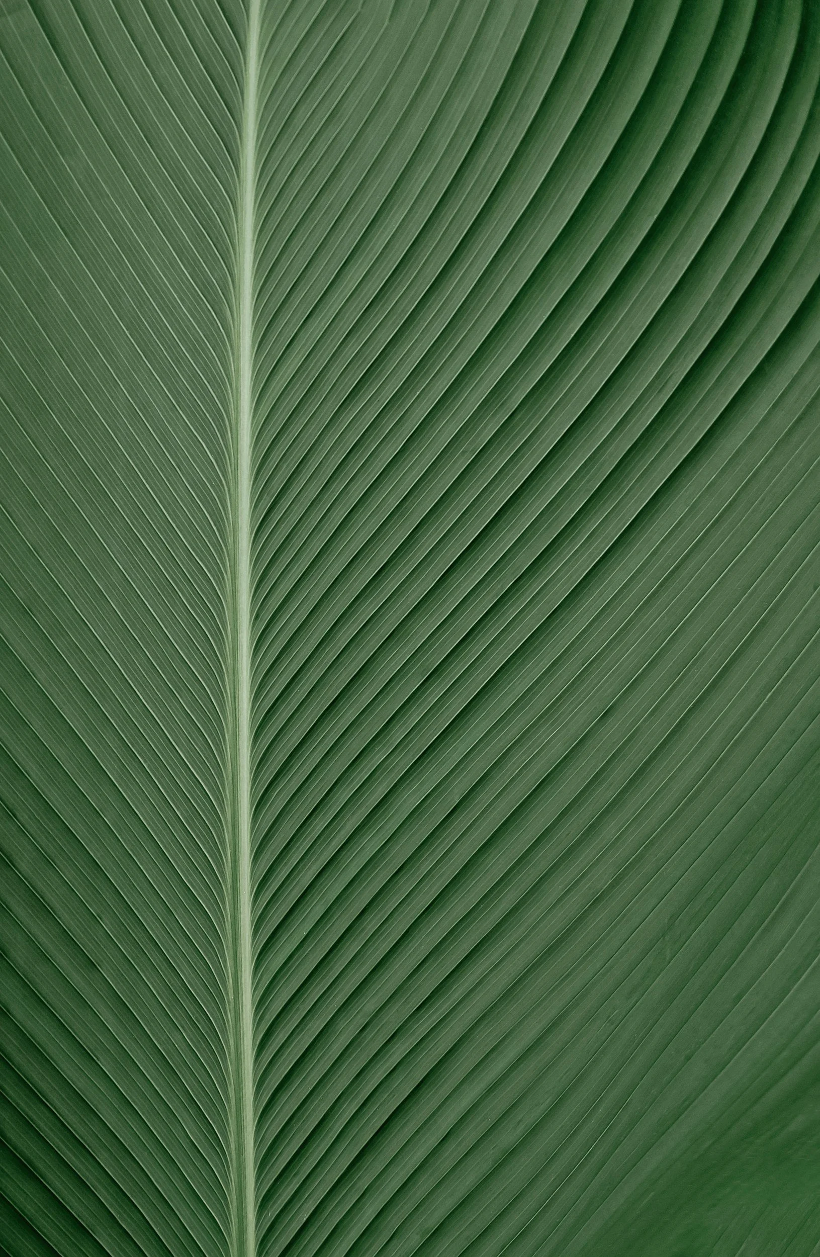 Close-up of a green tropical leaf with a prominent central vein and fine parallel ridges