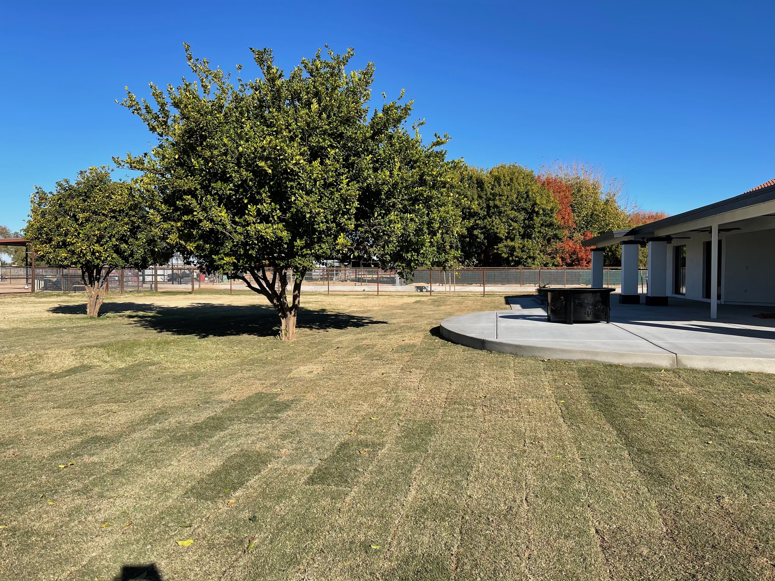 A large tree with green leaves in a grassy area under a clear blue sky, near a building with a porch and black trash bins.