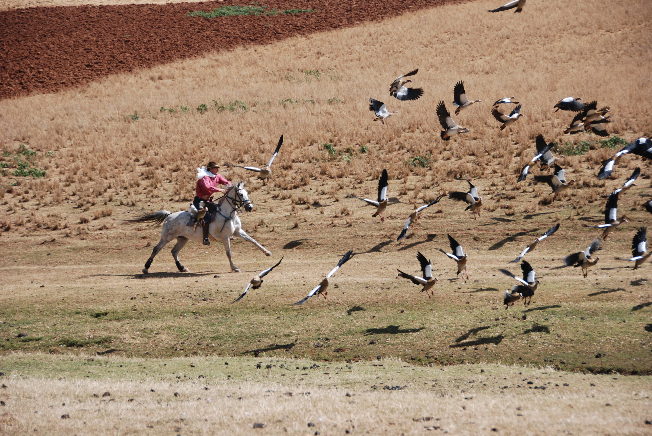Galloping Ahead in Ethiopia with Yves-Marie Stranger