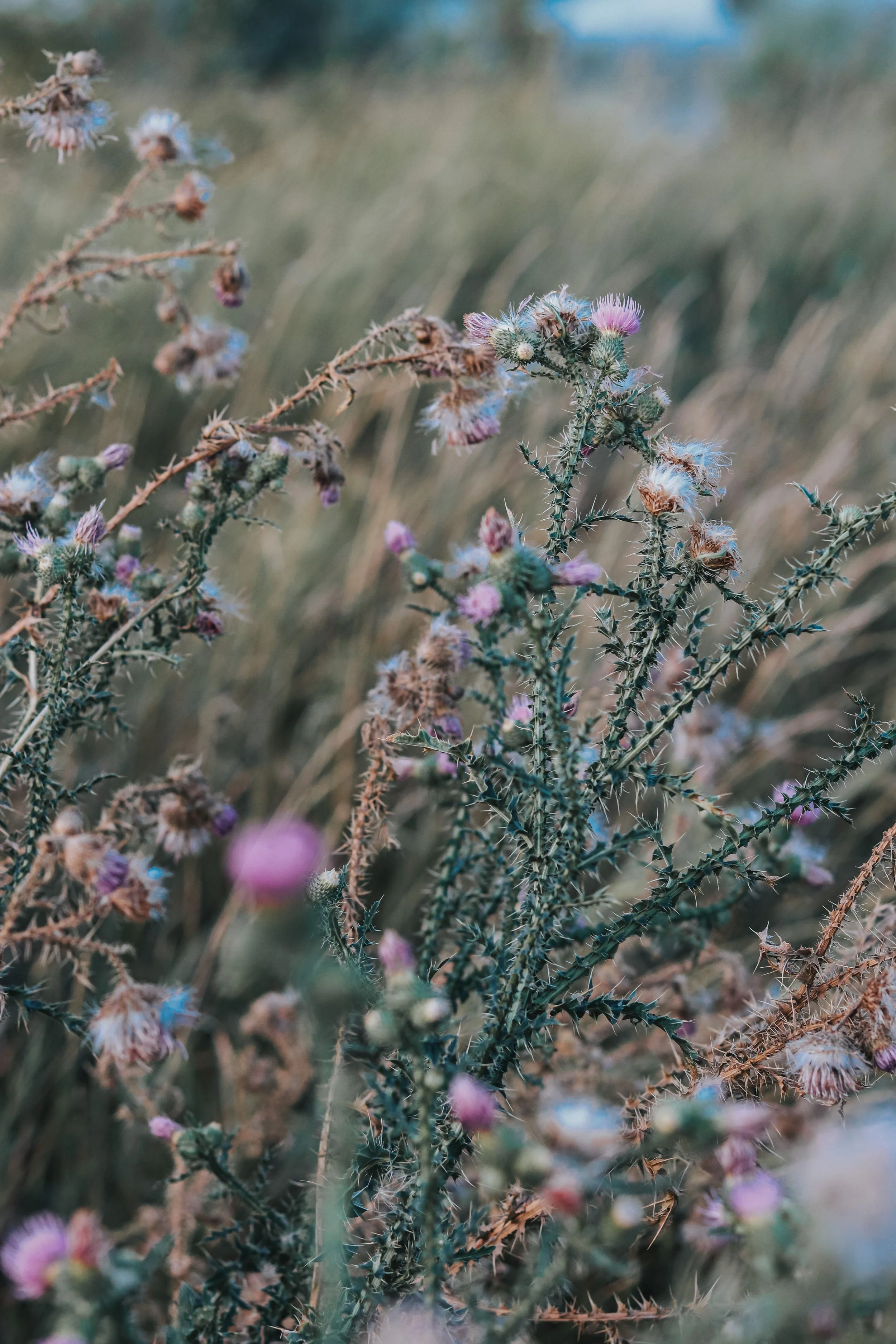 Close-up of spiny, flowering thistle plant with pink and purple flowers in a field.