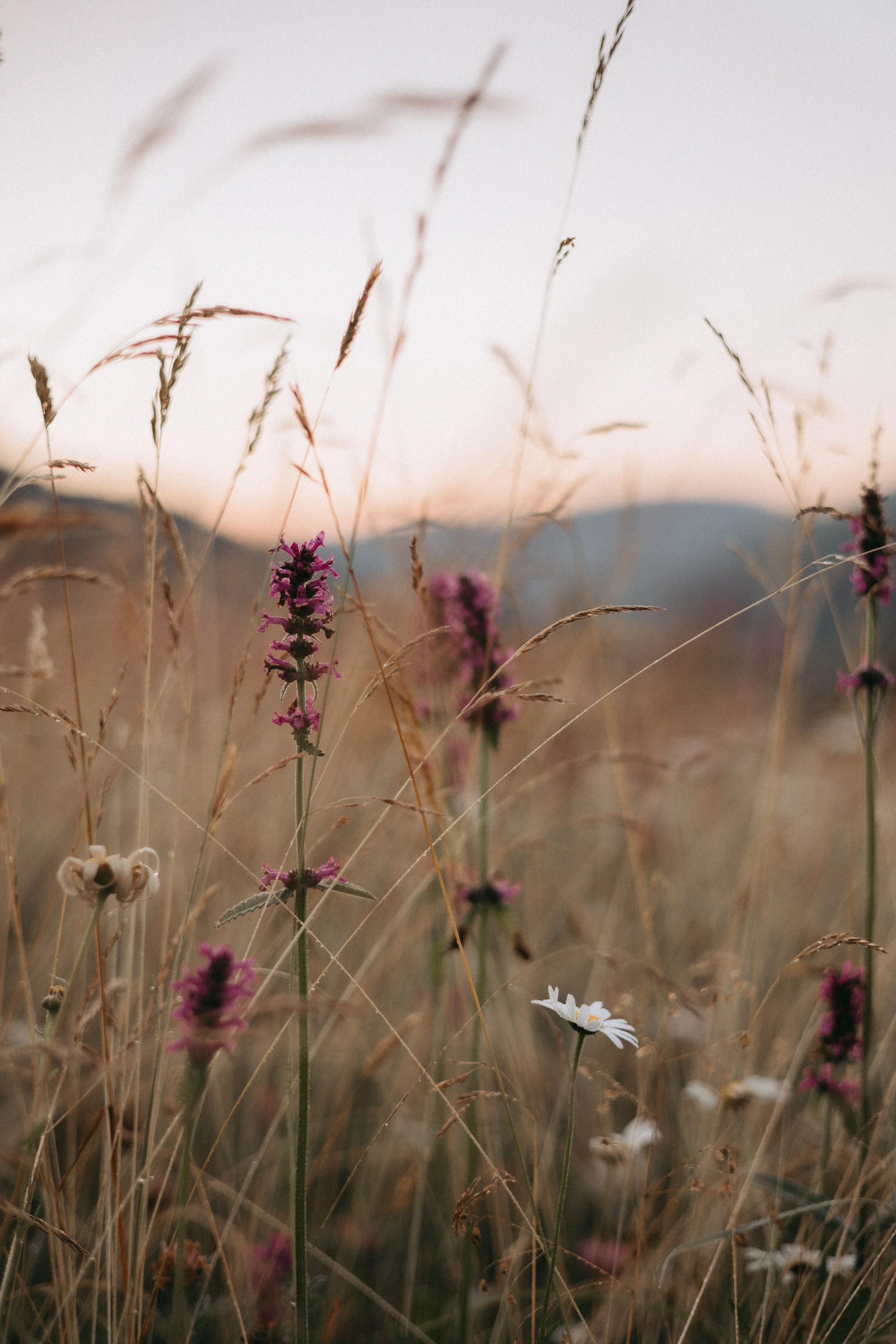 Field of wildflowers with purple and white blooms, tall dry grasses, and a distant mountain in the background during sunset or dusk.
