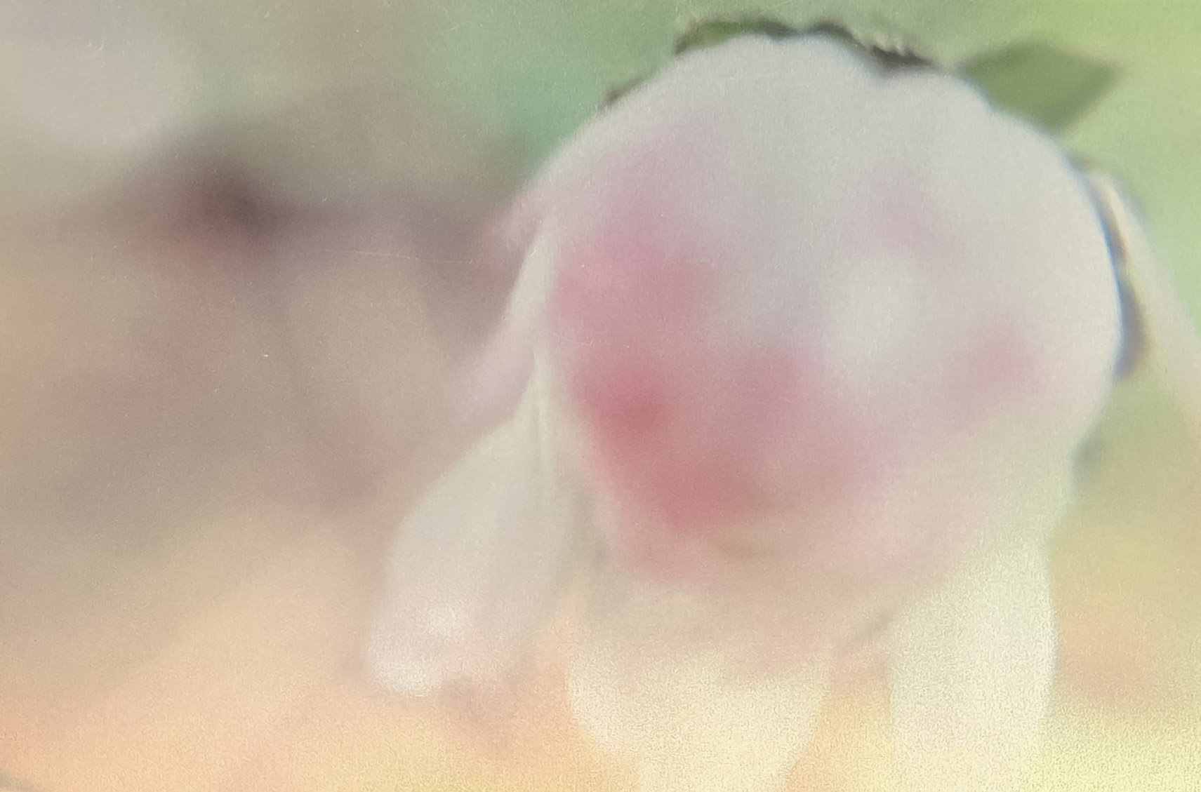 Close-up of a small, round, pinkish-white fruit with a slight blush of pink, on a green plant stem with leaves in the background.