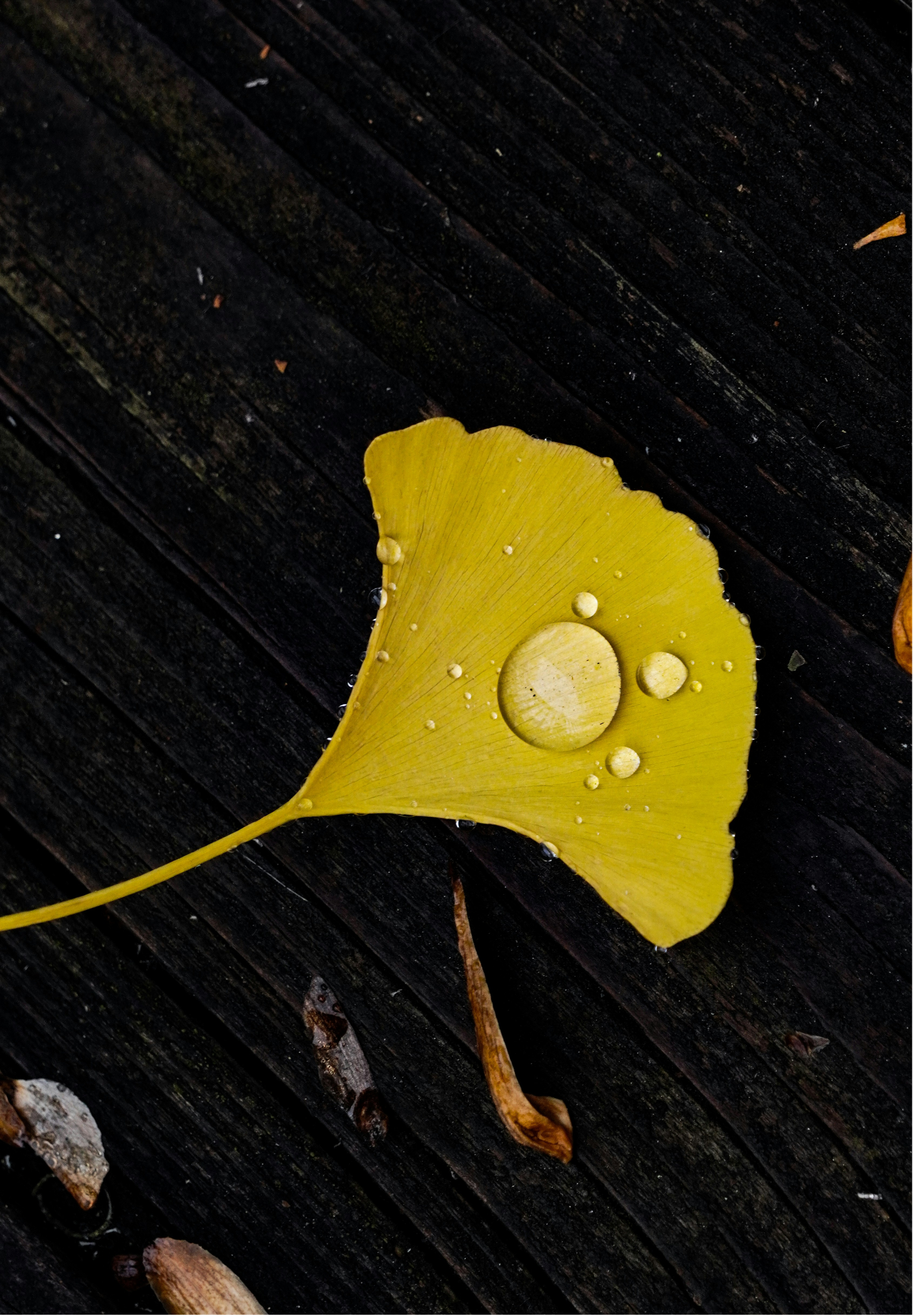 A yellow ginkgo leaf with water droplets lies on a dark, wet wooden surface.