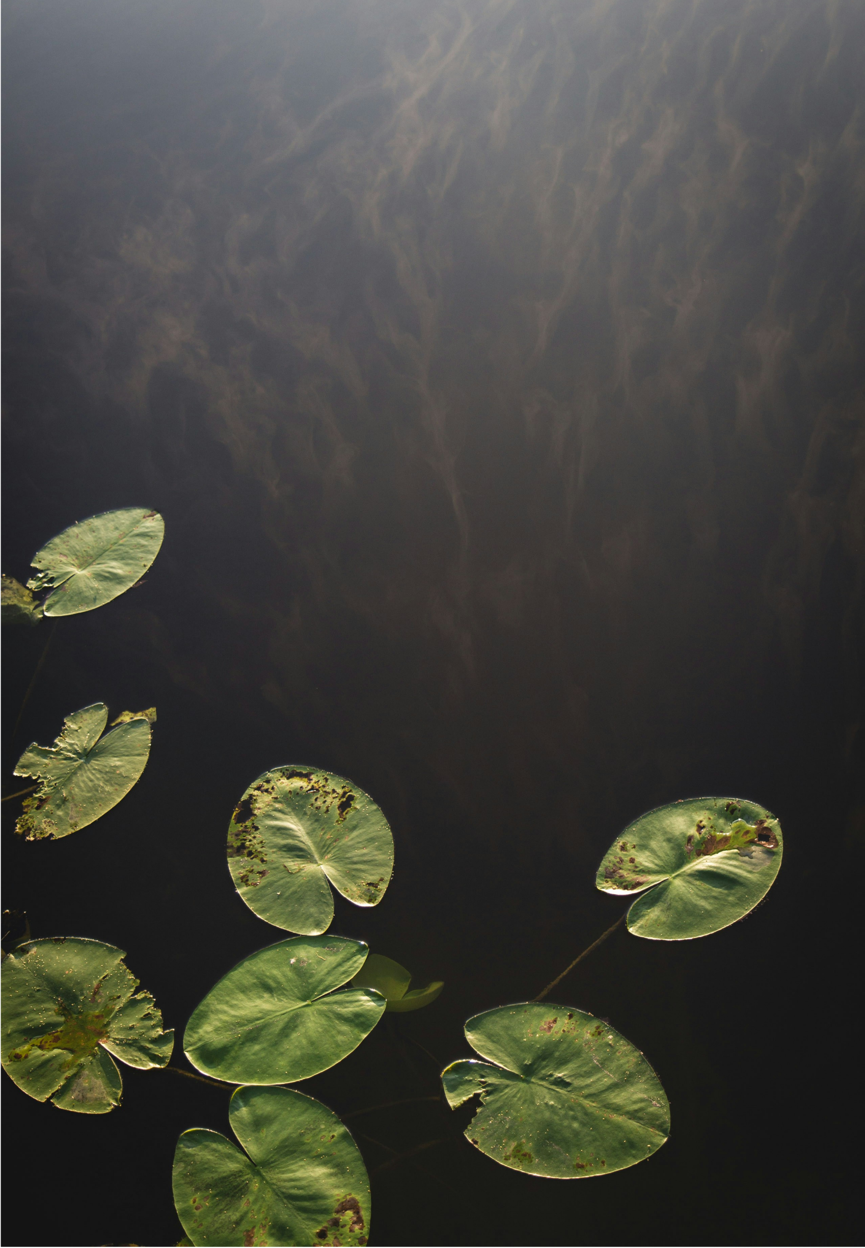 Several green lily pads floating on dark water, some with spots and damage, sunlight reflecting on the water.
