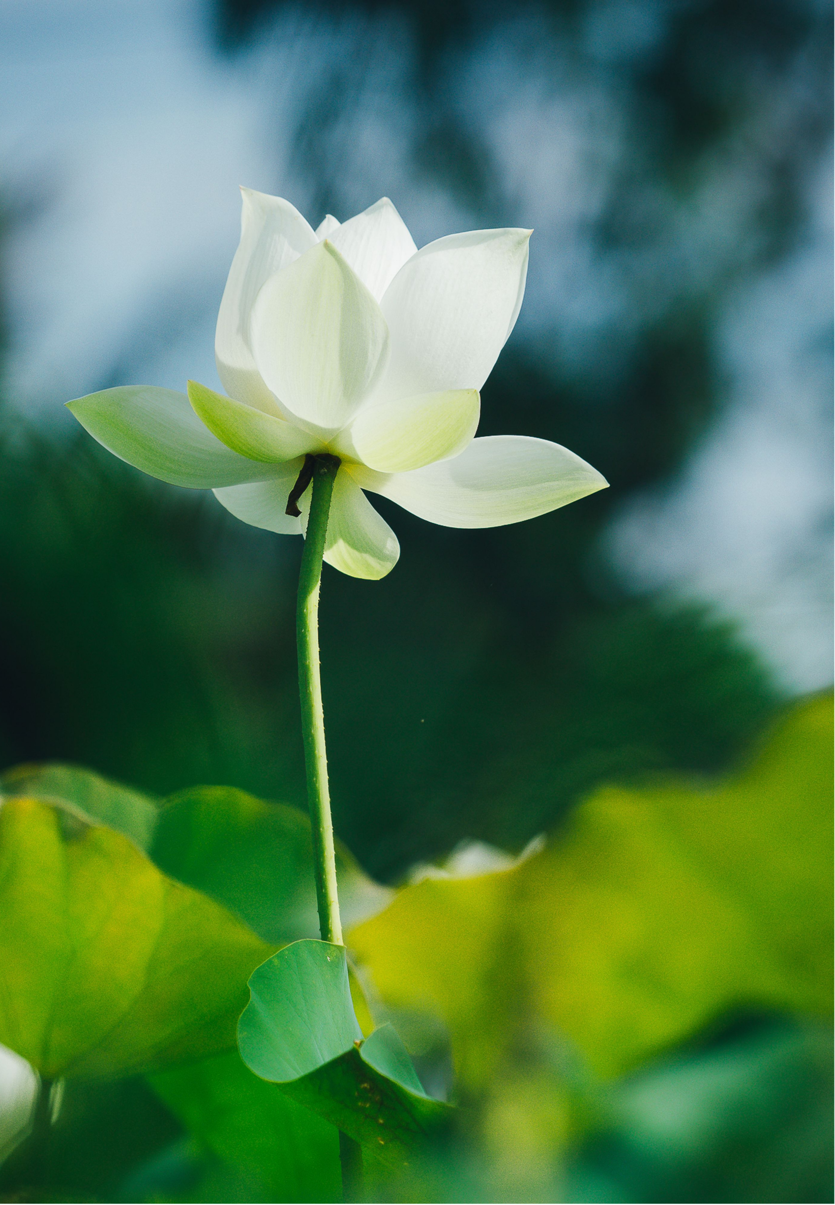Close-up of a white lotus flower blooming against a blurred green and blue background.