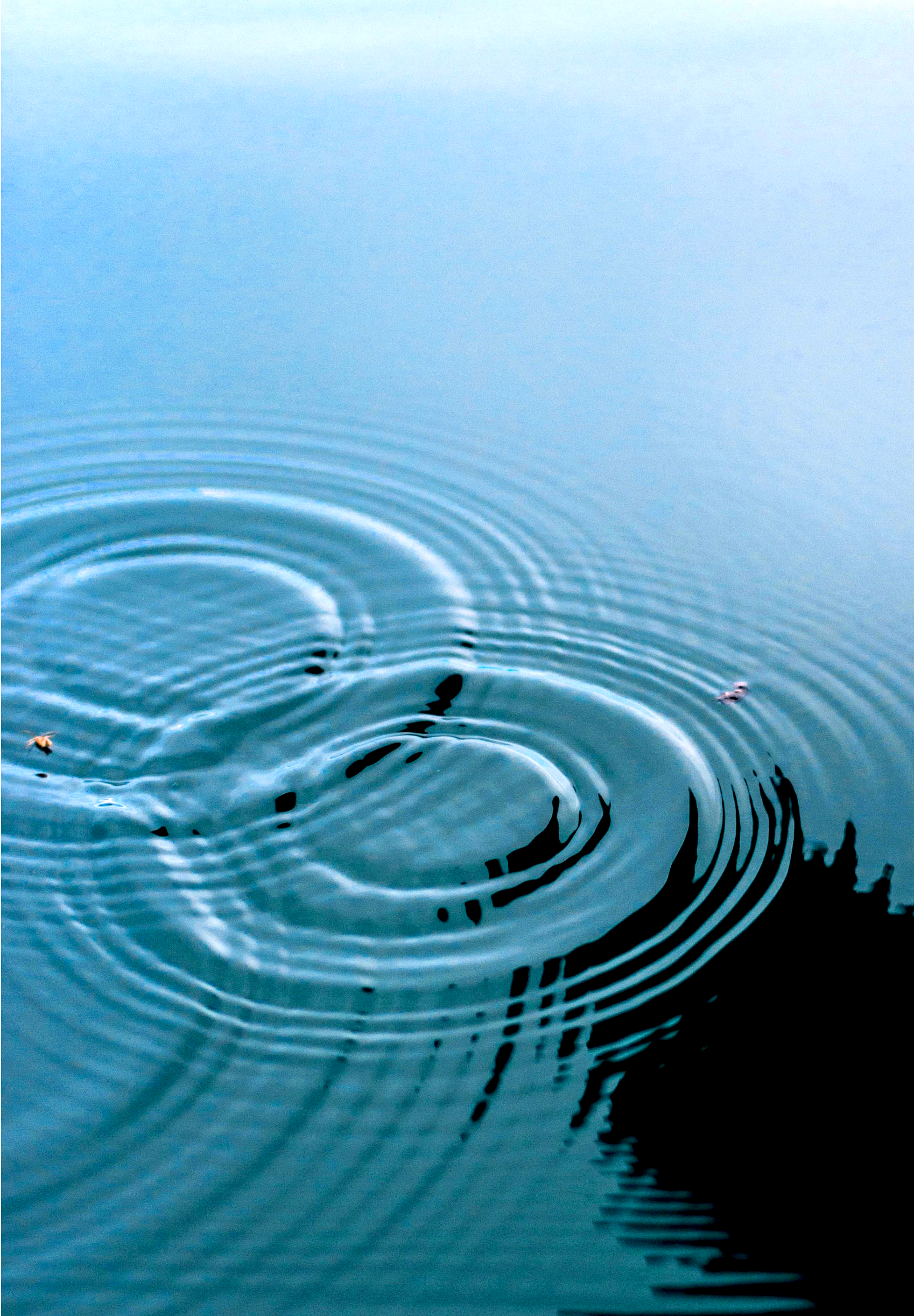 Close-up of water with ripples and reflections, with some small floating objects, and a black silhouette at the bottom.