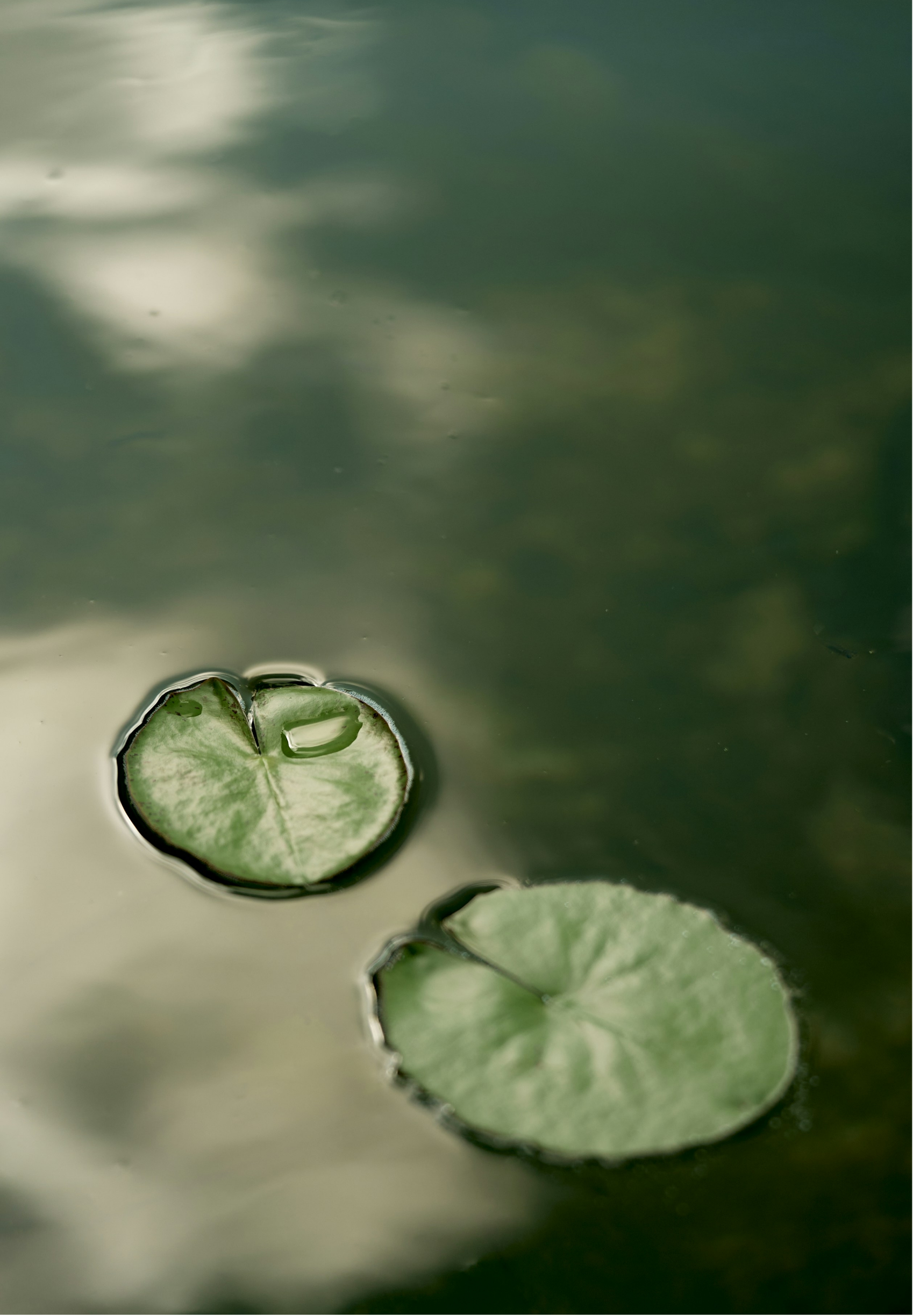 Close-up of green lily pads floating on a pond with water reflections.