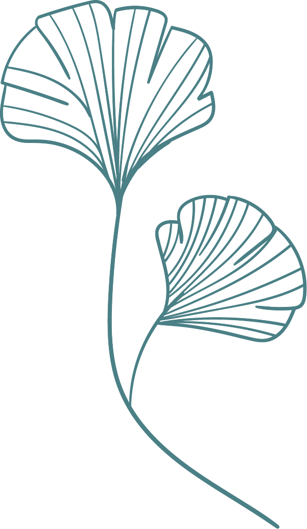 Outline drawing of two ginkgo leaves, one larger and one smaller, with thin veins and long stems, in a botanical illustration style.