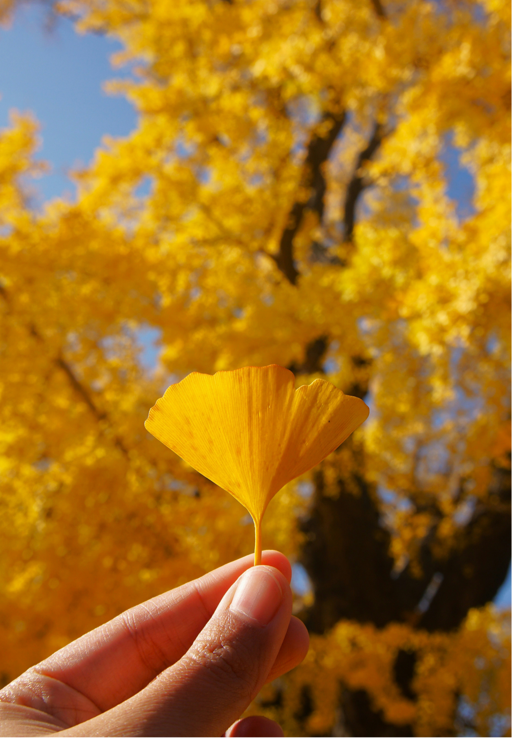 Person holding a yellow ginkgo leaf with a blurred background of vibrant orange autumn trees and a clear blue sky.