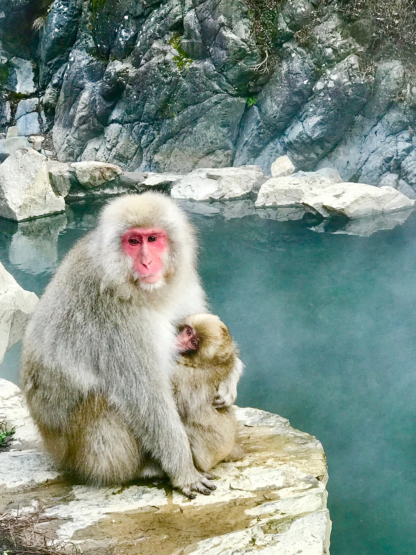 Yudanaka, Japan | Momma Japanese Macacque nursing her baby beside the hot springs.