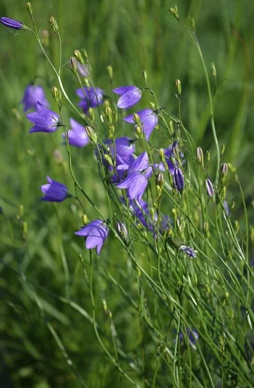Campanula rotundifolia - Bluebell