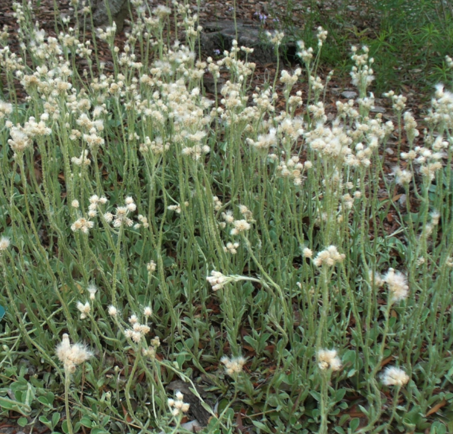 Antennaria plantaginifolia.png