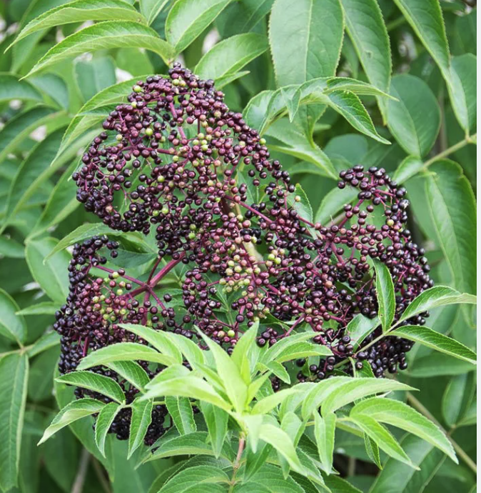 Sambucus canadensis - Common Elderberry.png