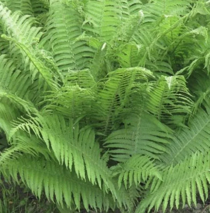 Athyrium felix-femina - Lady Fern
