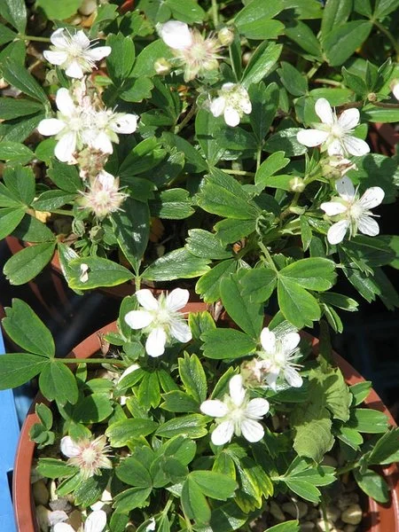 Sibbaldiopsis tridentata.jpg