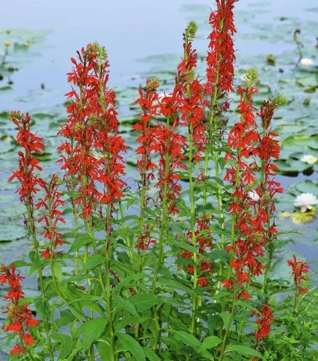 Lobelia cardinalis - Cardinal Flower