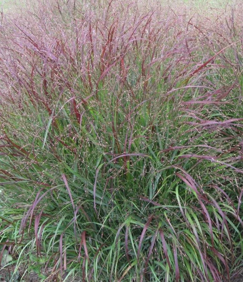 Panicum virgitum - Switchgrass