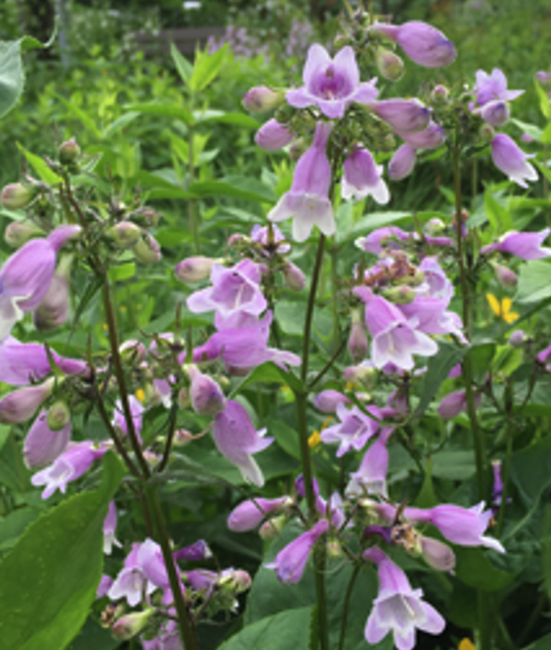 Penstemon calycosus - Calico Beardtounge