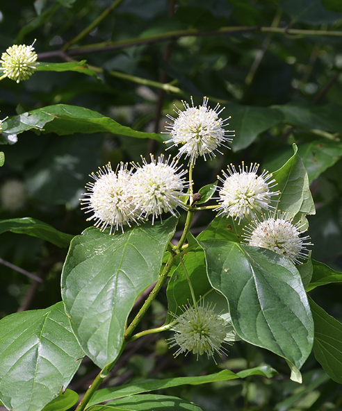 Cephalanthus occidentalis - Buttonbush