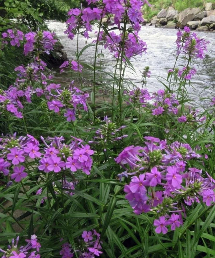 Phlox maculata - Spotted Phlox