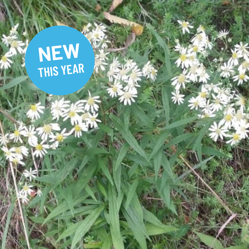 Doellingeria umbellata - Parasol Whitetop