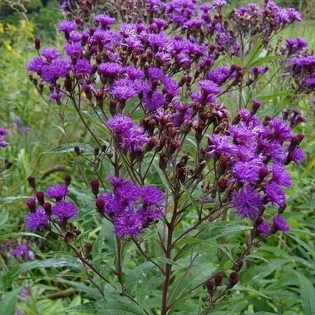 Vernonia+noveboracensis.jpg