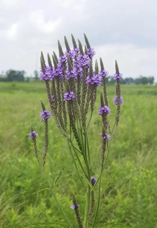 Verbena hastata - Blue Vervain