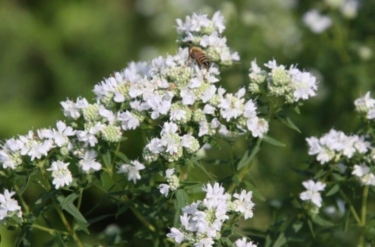 Pycnanthemum virginianum.jpeg