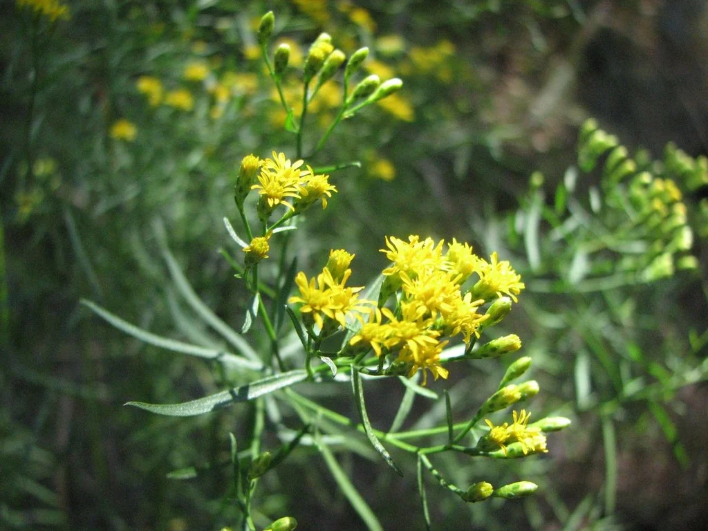 Euthamia caroliniana.jpe