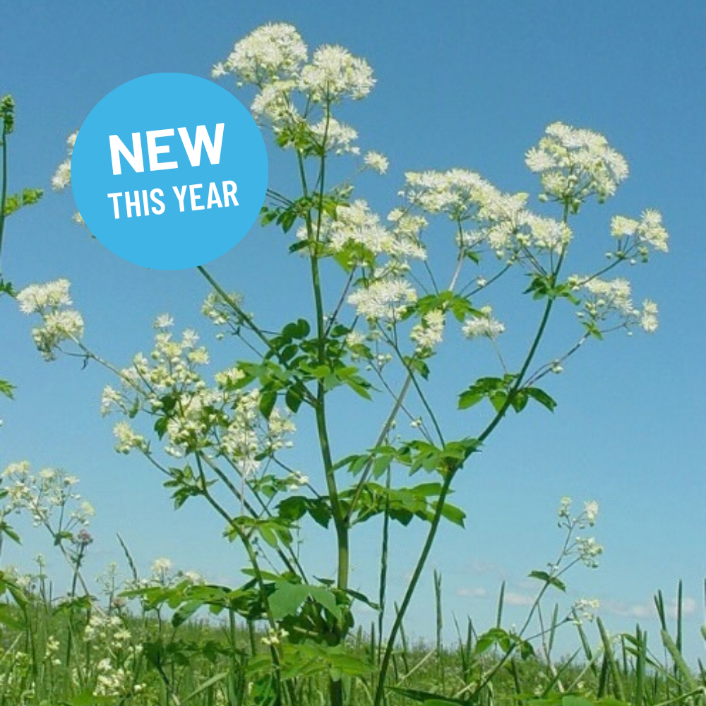 Thalictrum pubescens - Tall Meadow Rue